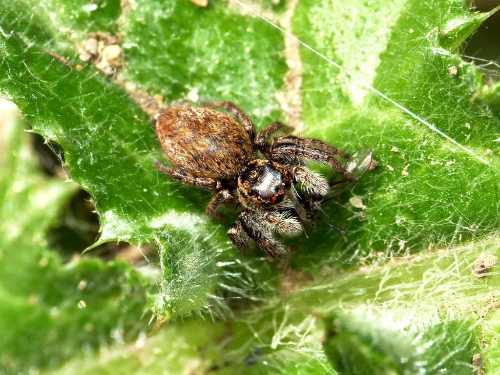 Philaeus chrysops femmina - Tolfa (RM)